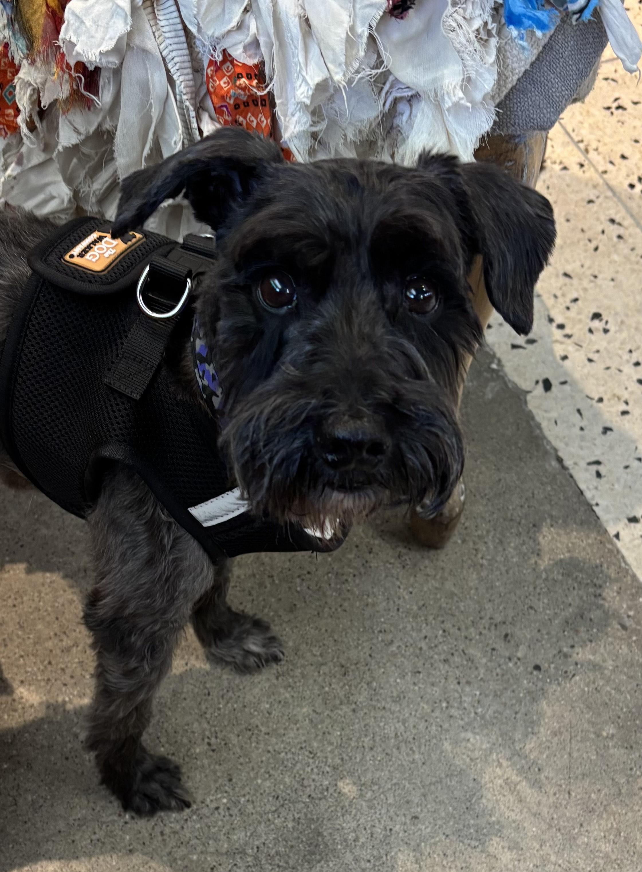 Enlarge Prince Ziggy, an adopted Schnauzer in Thousand Oaks, CA image 1/4