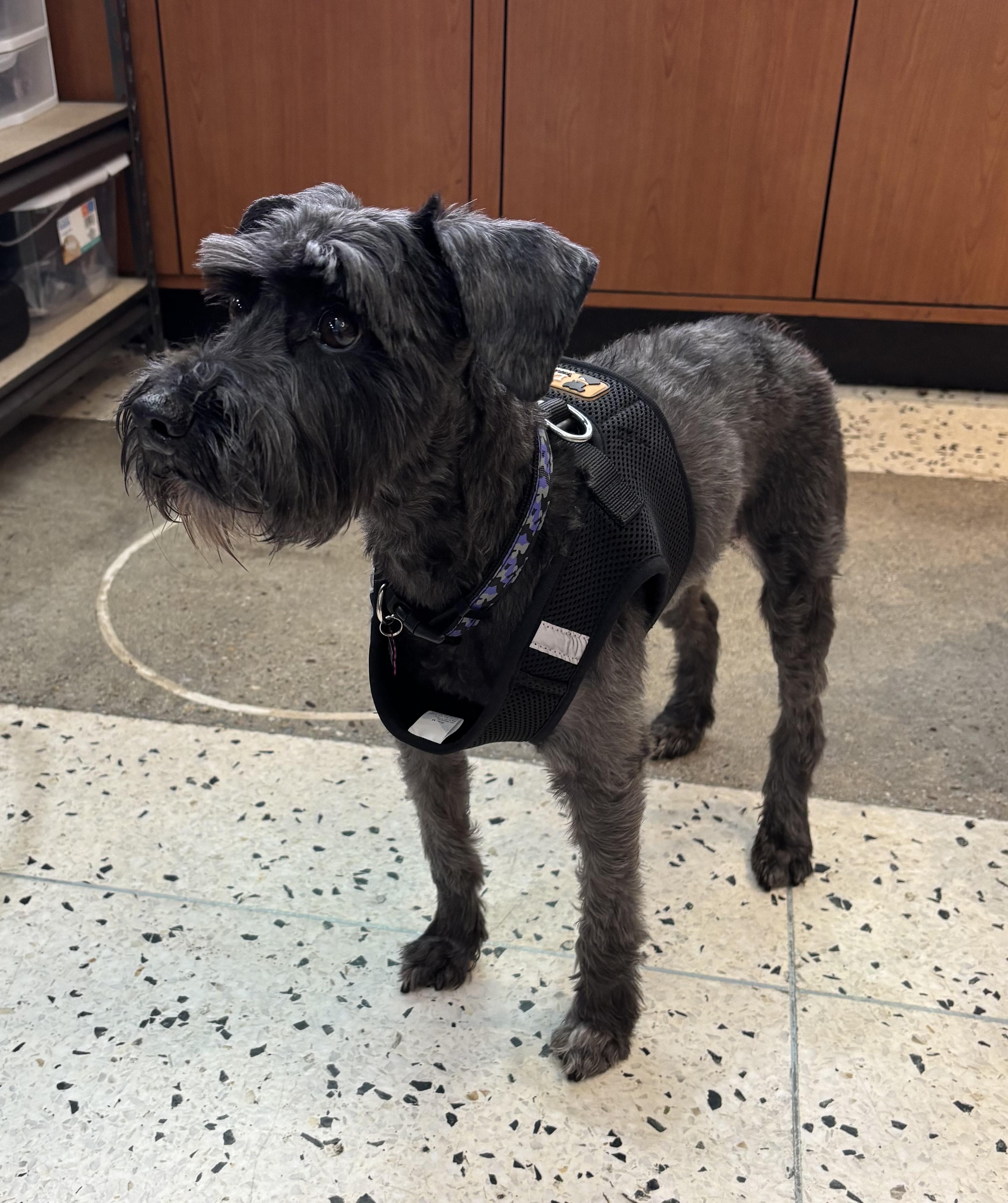 Enlarge Prince Ziggy, an adopted Schnauzer in Thousand Oaks, CA image 2/4
