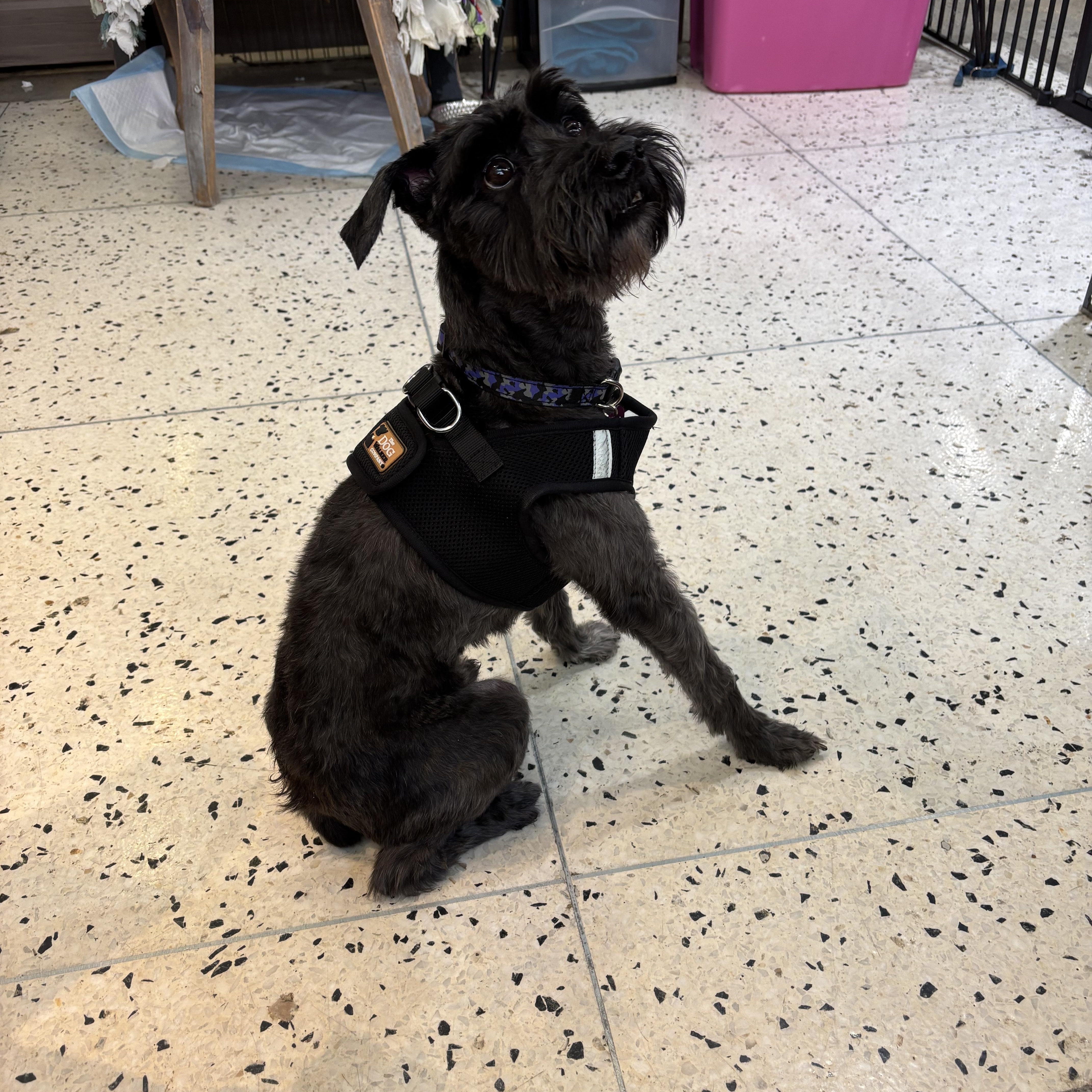 Enlarge Prince Ziggy, an adopted Schnauzer in Thousand Oaks, CA image 3/4