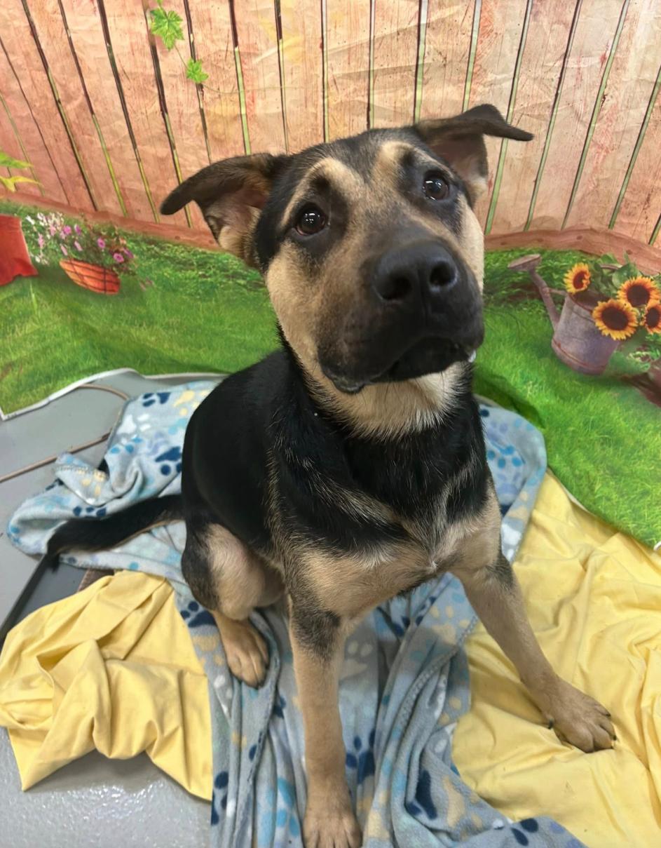 Come adopt me today I am located at Rockdale County Animal Services come visit me from 1pm-430pm