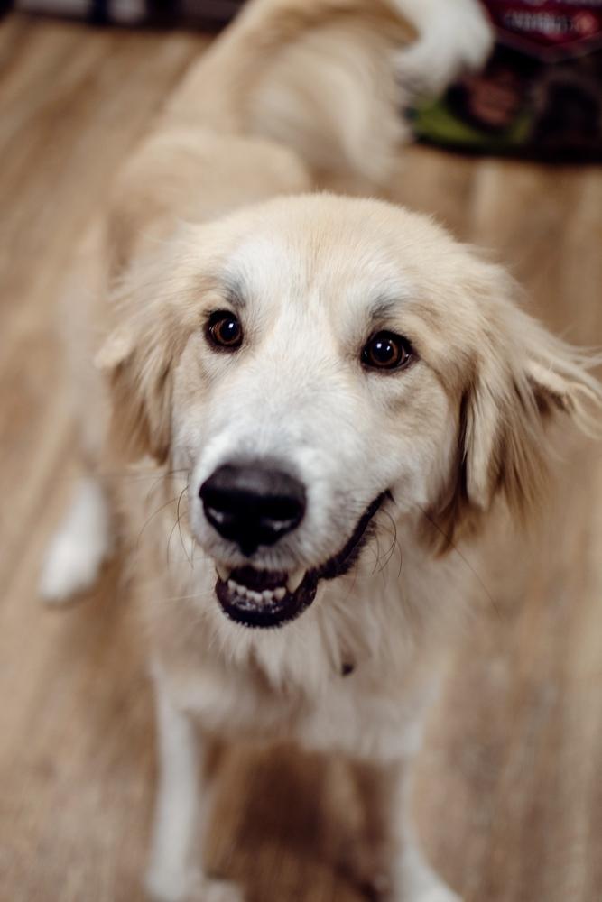Enlarge Teddy, a Adoptable mixed breed in Frankfort, NY image 2/6