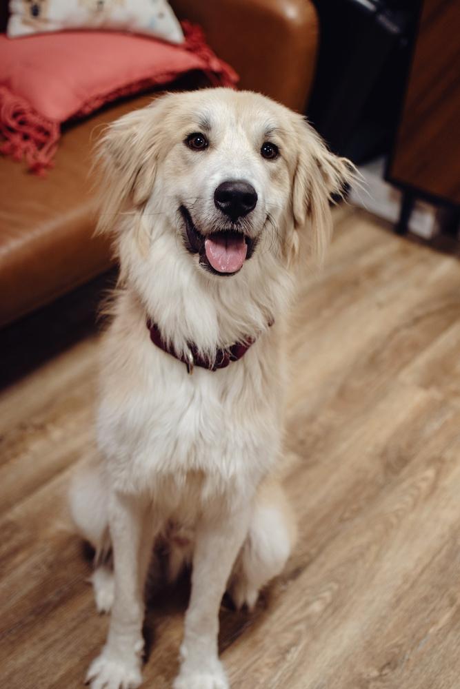 Enlarge Teddy, a Adoptable mixed breed in Frankfort, NY image 3/6