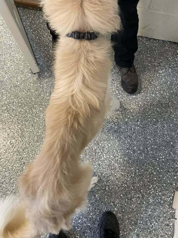 Enlarge Teddy, a Adoptable mixed breed in Frankfort, NY image 4/6