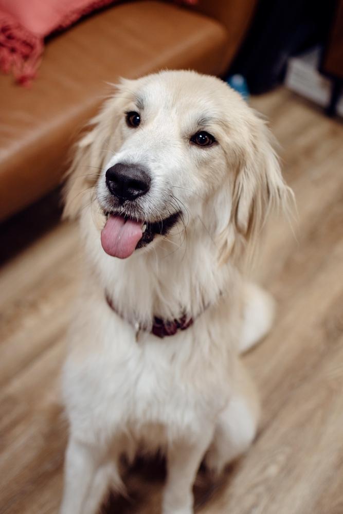 Enlarge Teddy, a Adoptable mixed breed in Frankfort, NY image 5/6