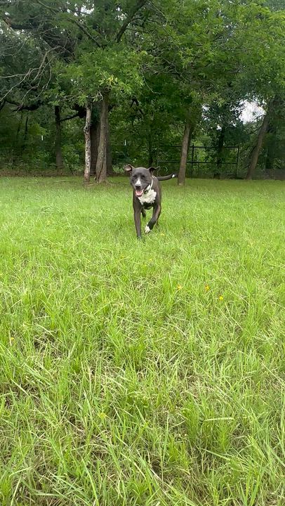 Enlarge Betty Boop, a Adoptable mixed breed in Pilot Point, TX video 5/6