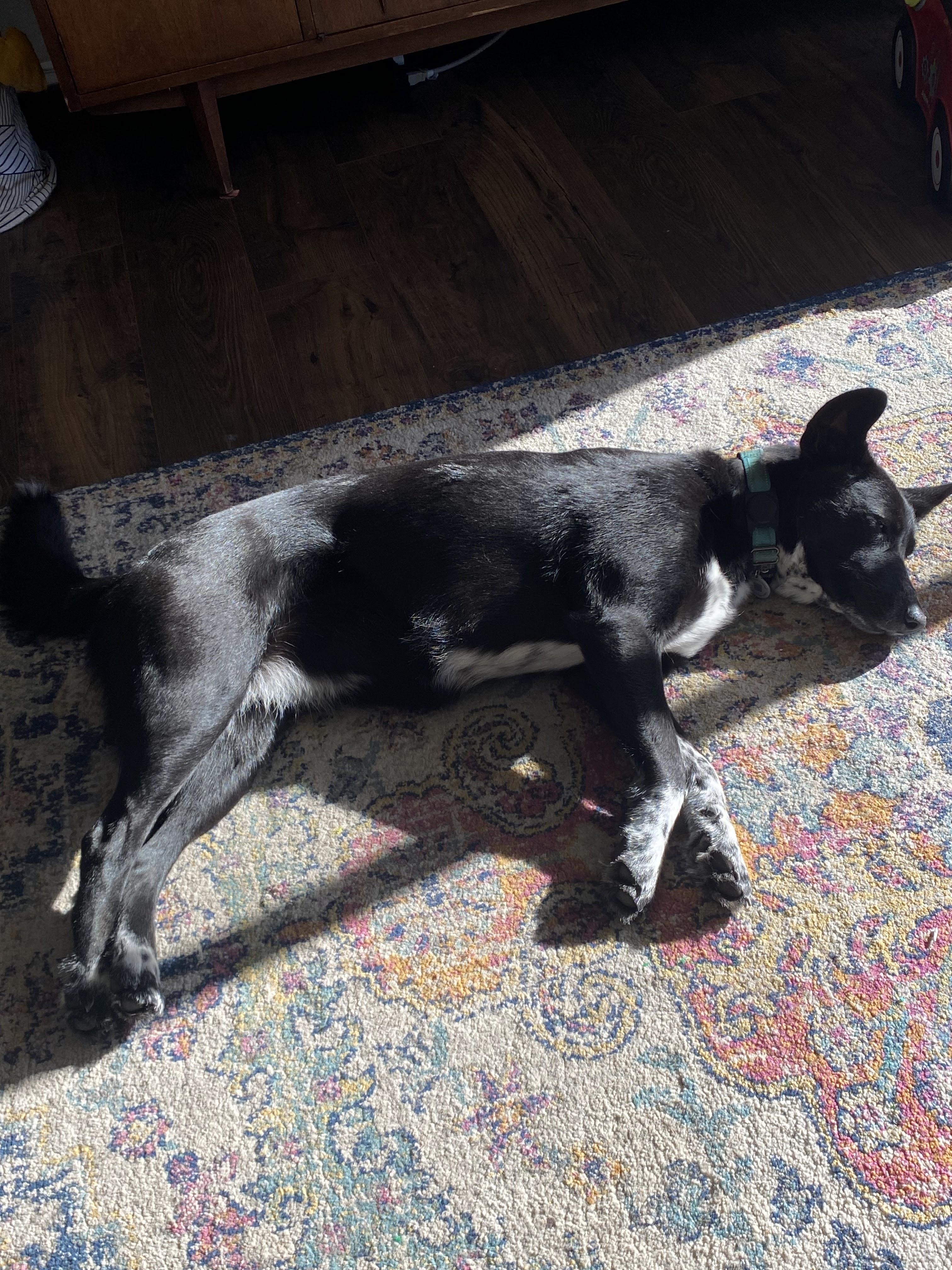 Mezzy, a ADOPTABLE mixed breed in Portland, OR image 3/6
