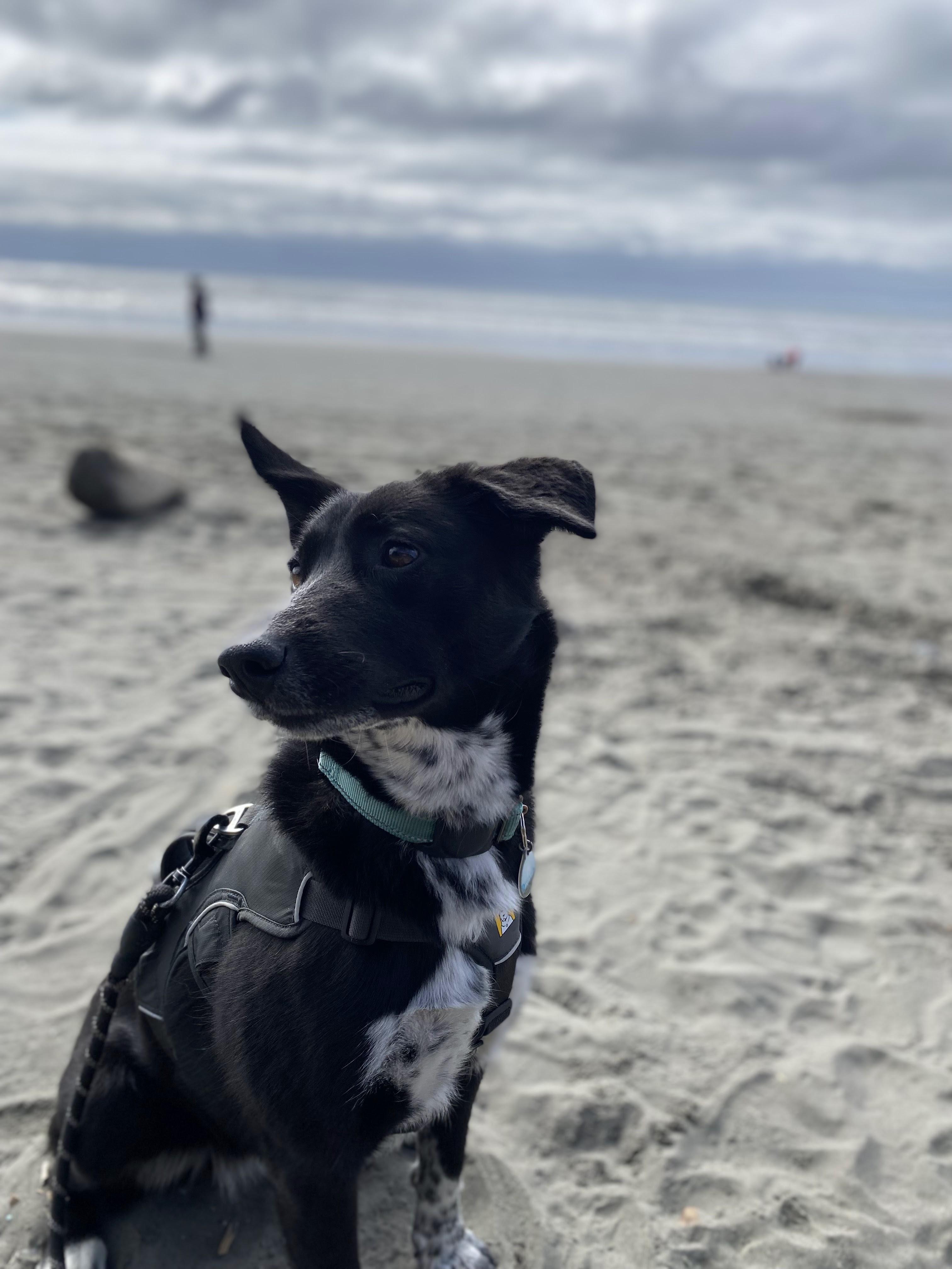 Mezzy, a ADOPTABLE mixed breed in Portland, OR image 2/6