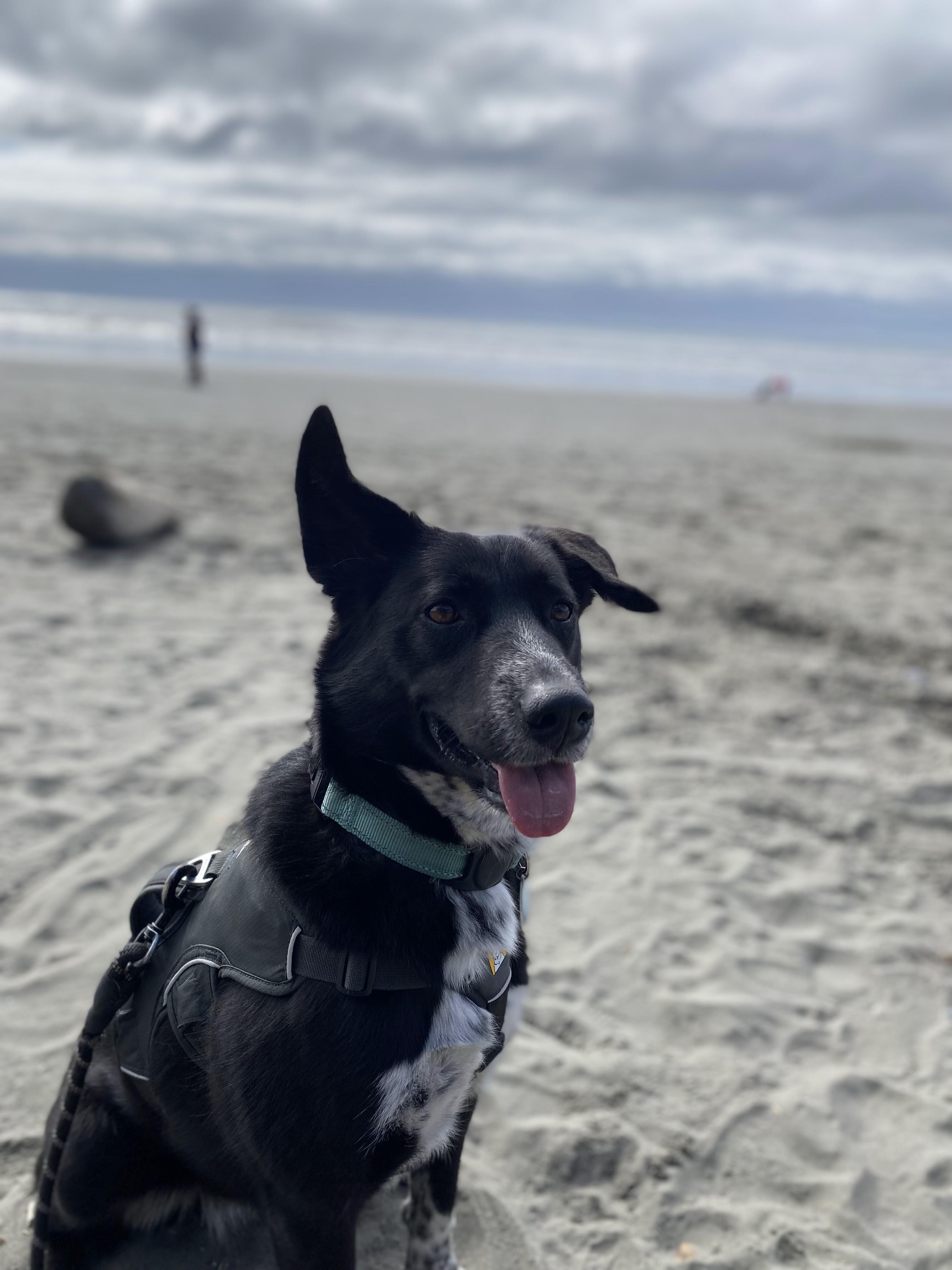 Mezzy, a ADOPTABLE mixed breed in Portland, OR image 5/6