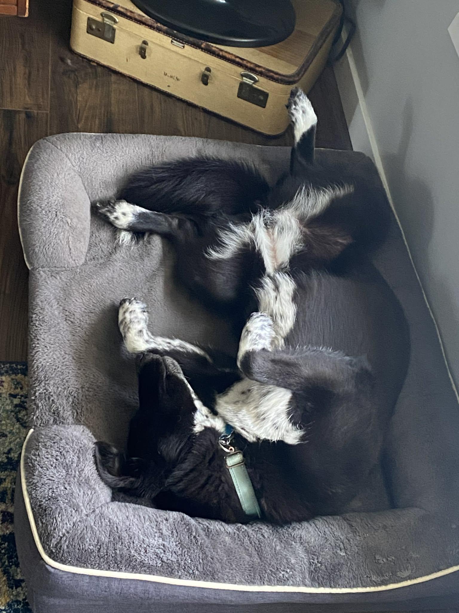 Mezzy, a ADOPTABLE mixed breed in Portland, OR image 6/6