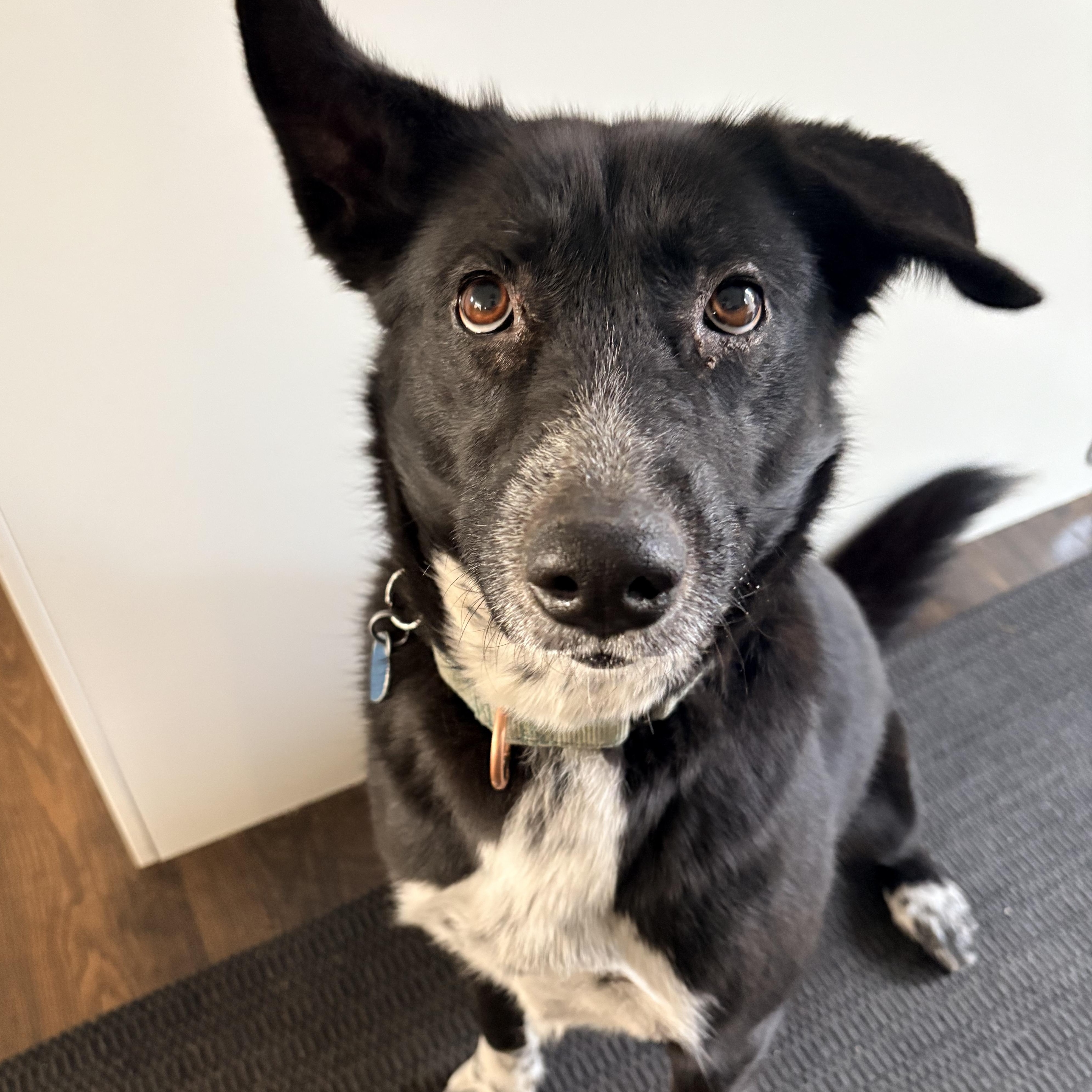 Mezzy, ADOPTABLE, Adult Female Border Collie & German Shepherd Dog.