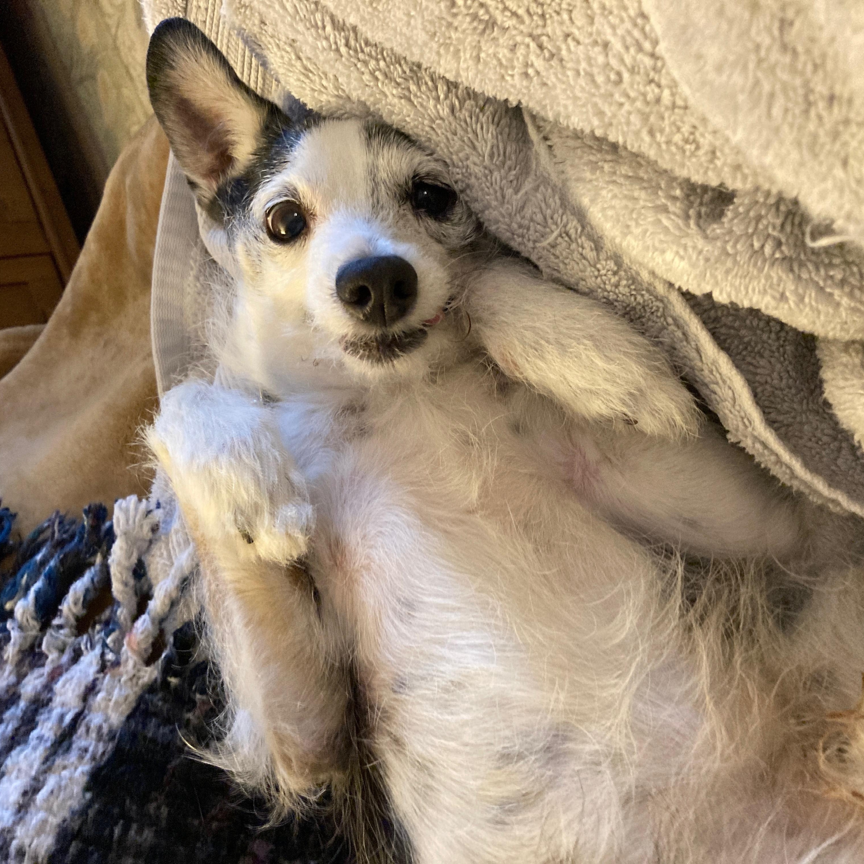 Enlarge Marvin, a Adoptable Terrier in Los Angeles, CA image 1/6