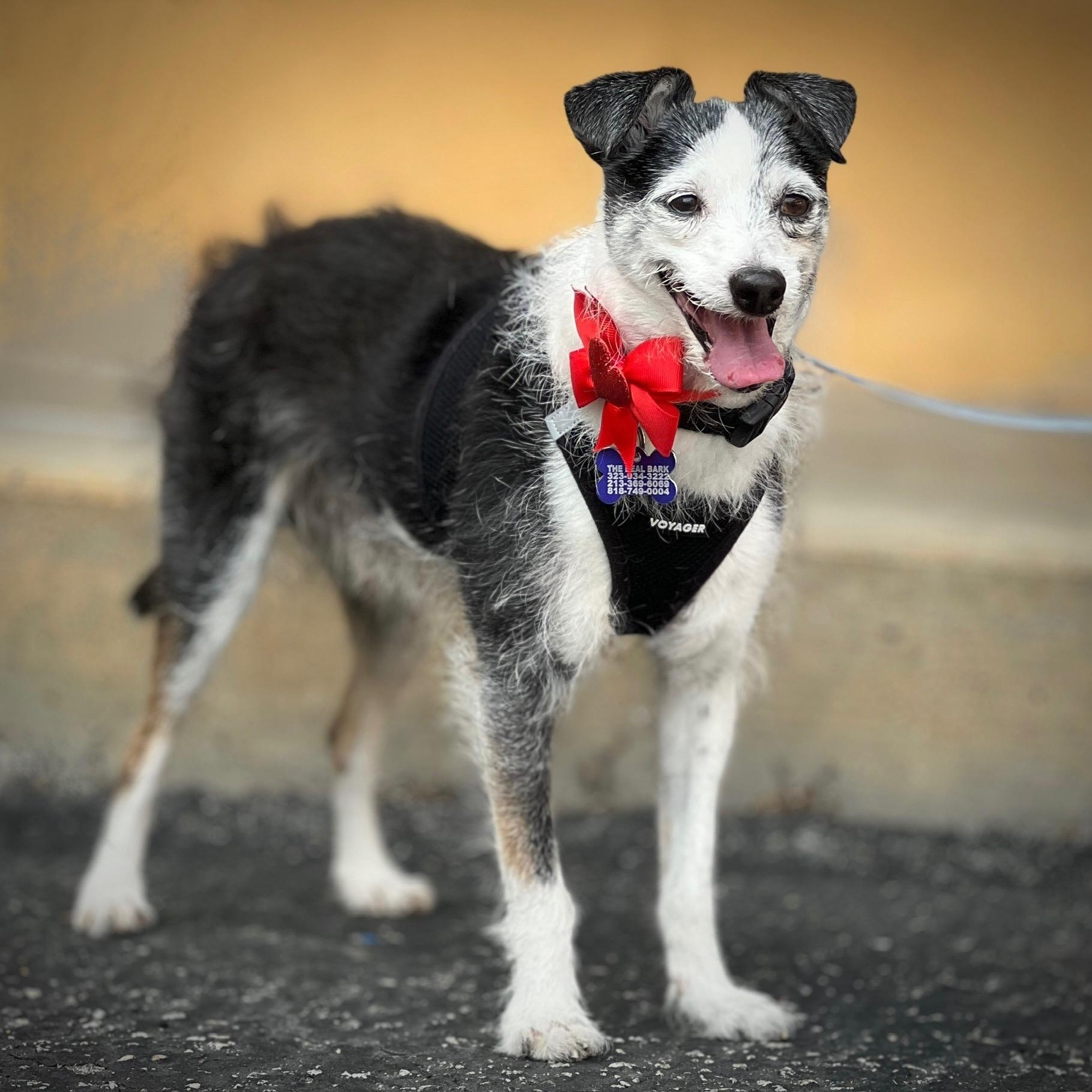 Enlarge Marvin, a Adoptable Terrier in Los Angeles, CA image 3/6