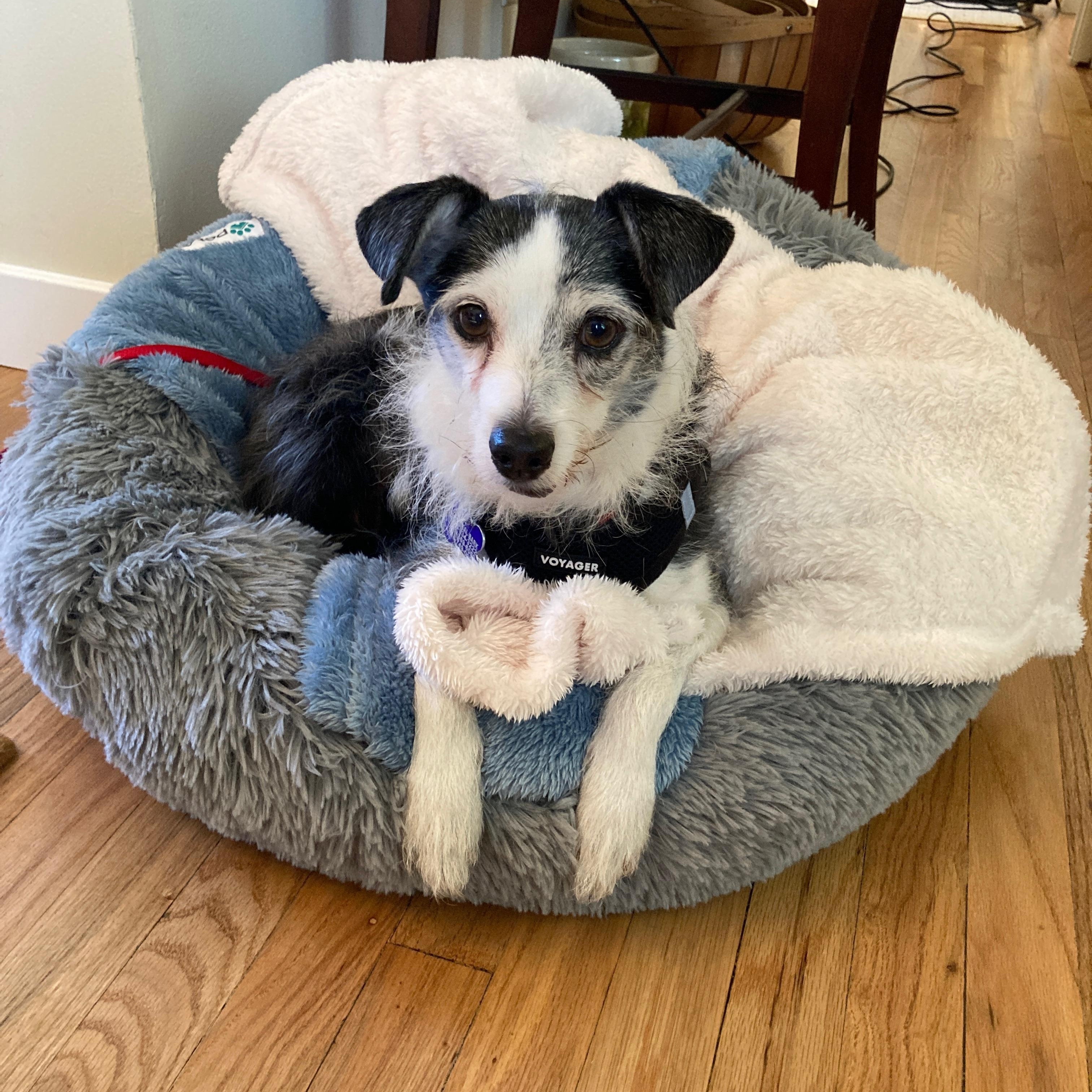 Enlarge Marvin, a Adoptable Terrier in Los Angeles, CA image 4/6