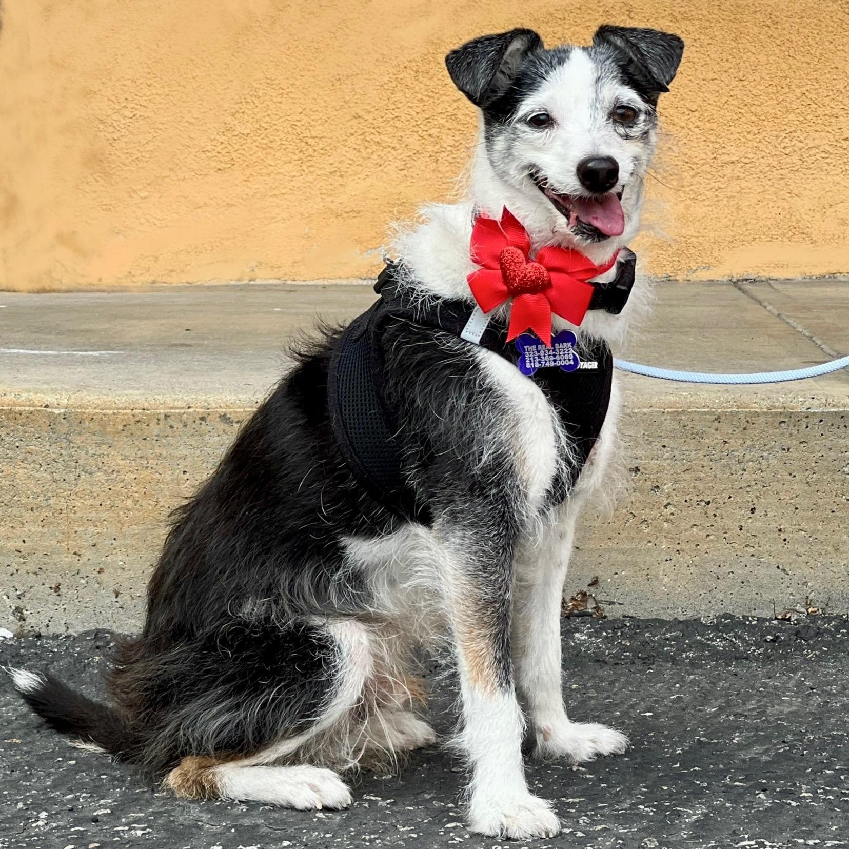 Enlarge Marvin, a Adoptable Terrier in Los Angeles, CA image 2/6