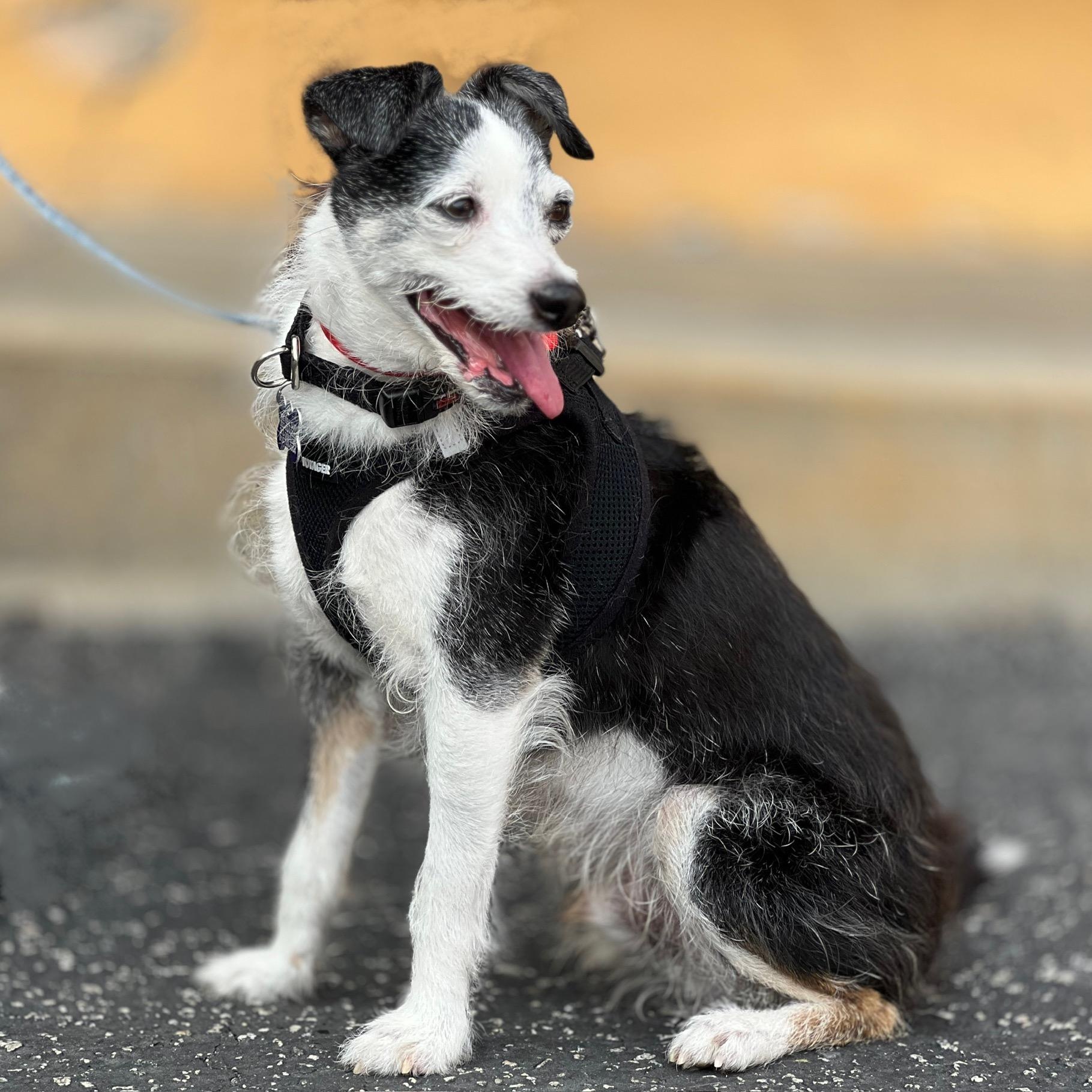 Enlarge Marvin, a Adoptable Terrier in Los Angeles, CA image 5/6