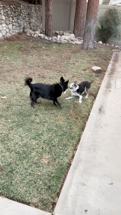Enlarge Marvin, a Adoptable Terrier in Los Angeles, CA video 6/6
