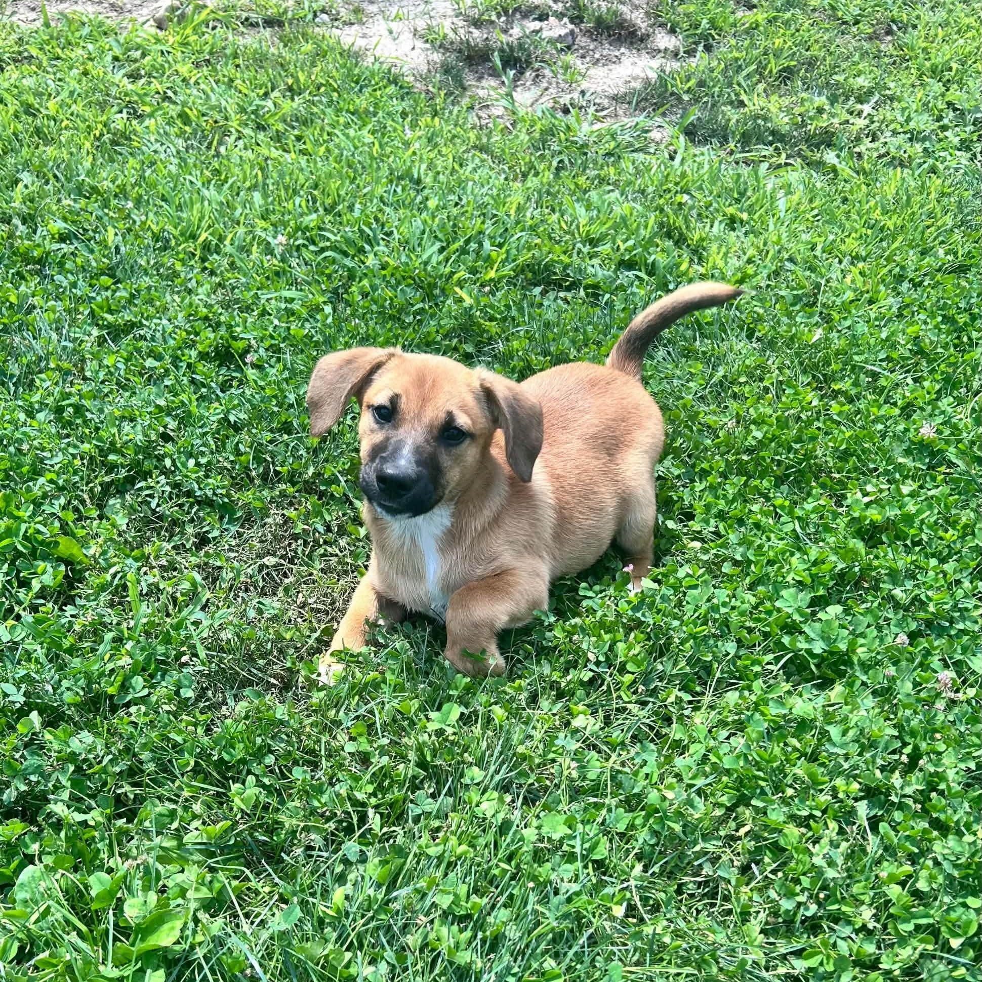 Enlarge Ollie, a ADOPTABLE mixed breed in Danbury, CT image 4/5