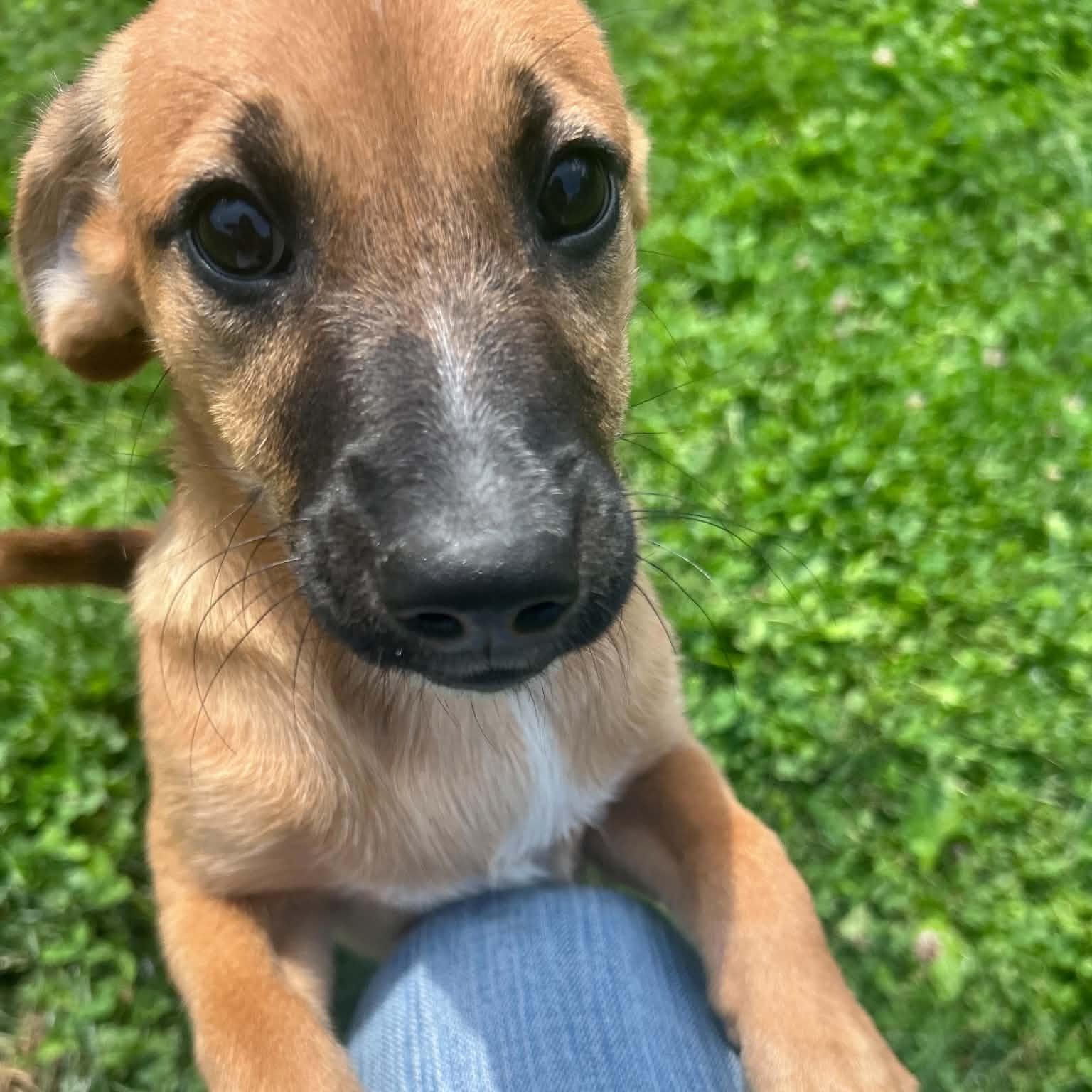 Ollie, ADOPTABLE, Puppy Male Beagle.