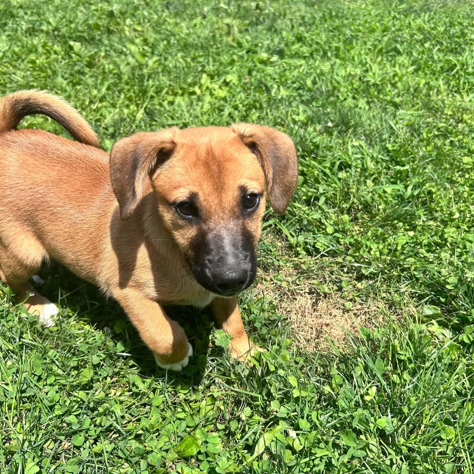 Enlarge Ollie, a ADOPTABLE mixed breed in Danbury, CT image 2/5