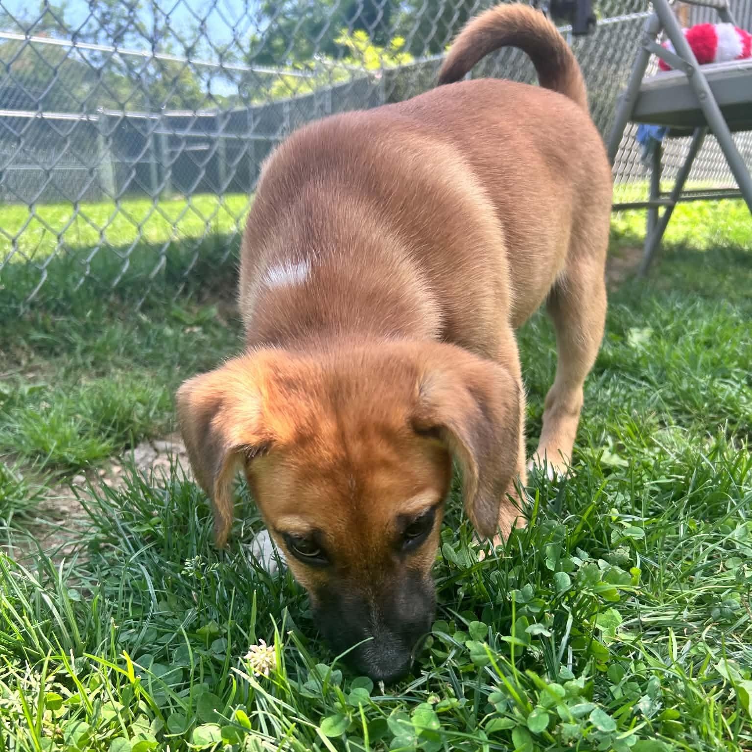 Enlarge Ollie, a ADOPTABLE mixed breed in Danbury, CT image 3/5