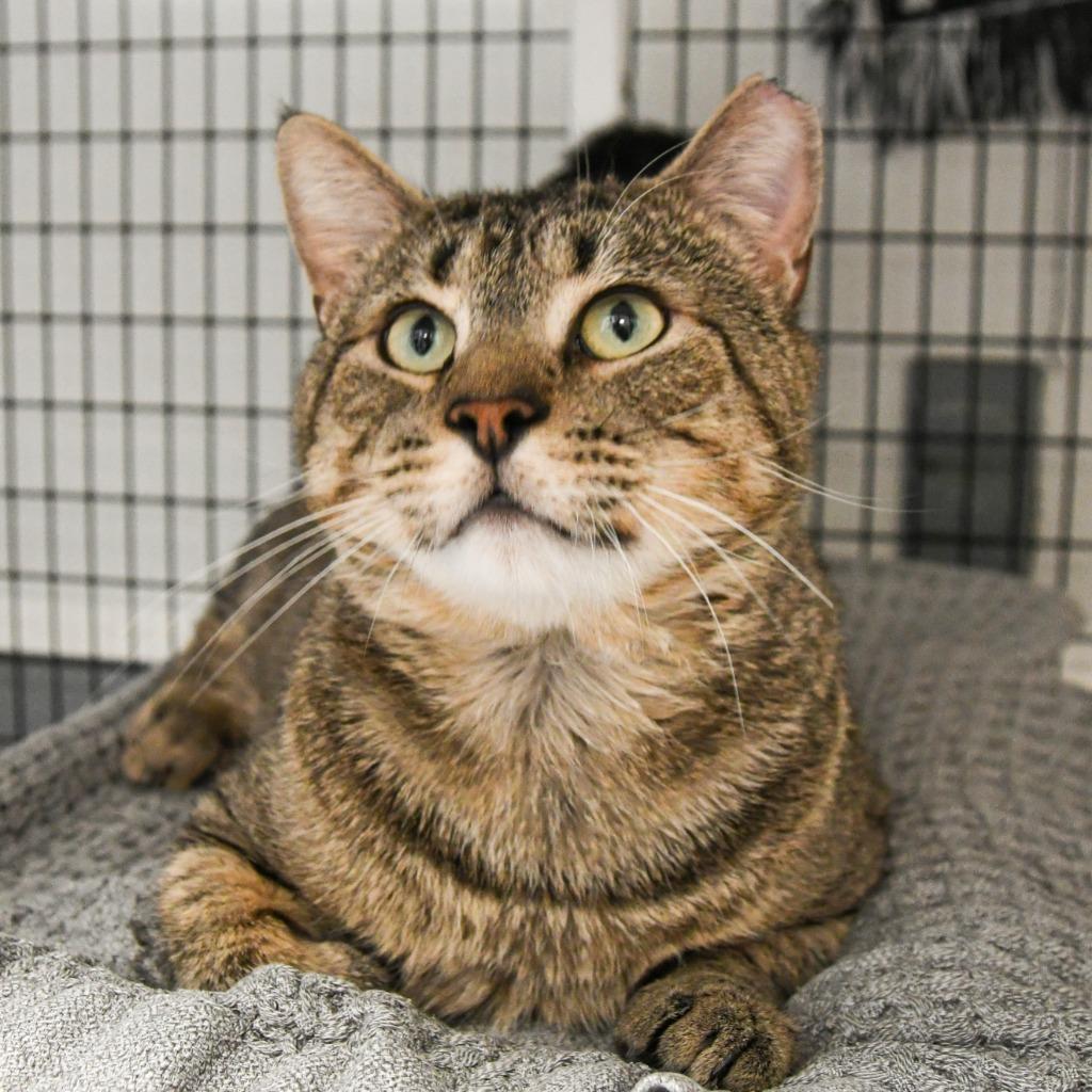 Arthur, Adoptable, Adult Male Domestic Short Hair.