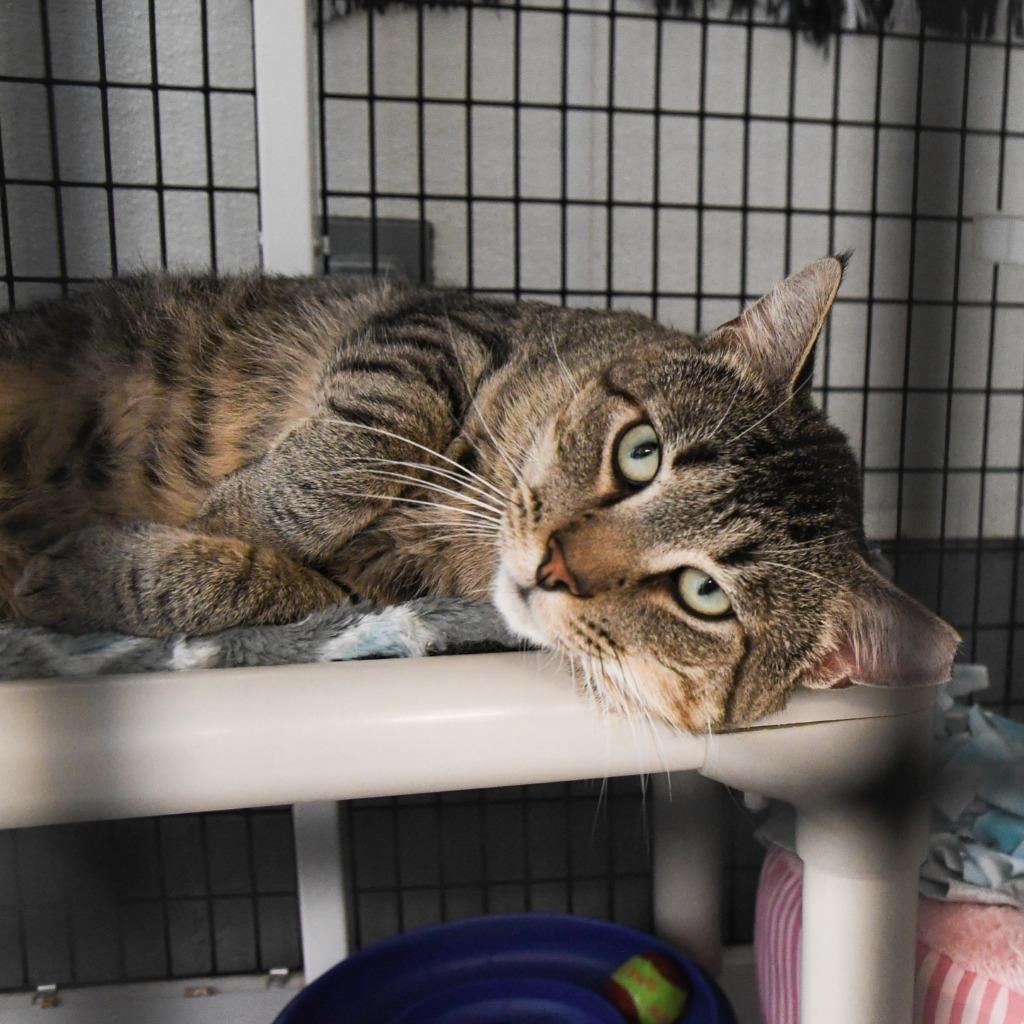 Enlarge Arthur, a Adoptable mixed breed in Ewing, NJ image 2/6