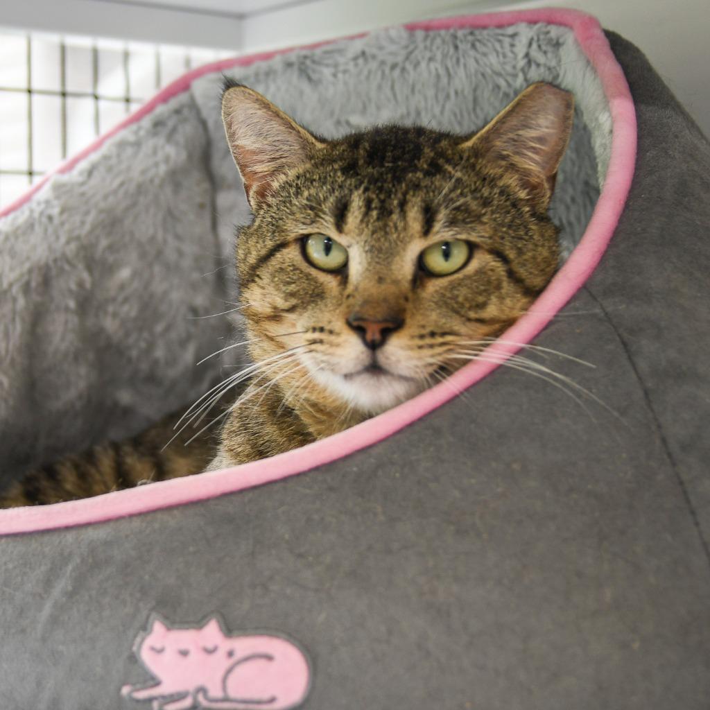 Enlarge Arthur, a Adoptable mixed breed in Ewing, NJ image 3/6