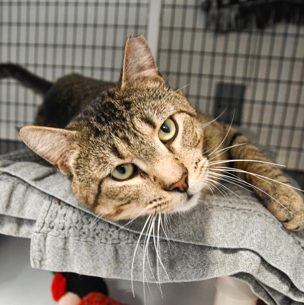 Enlarge Arthur, a Adoptable mixed breed in Ewing, NJ image 4/6