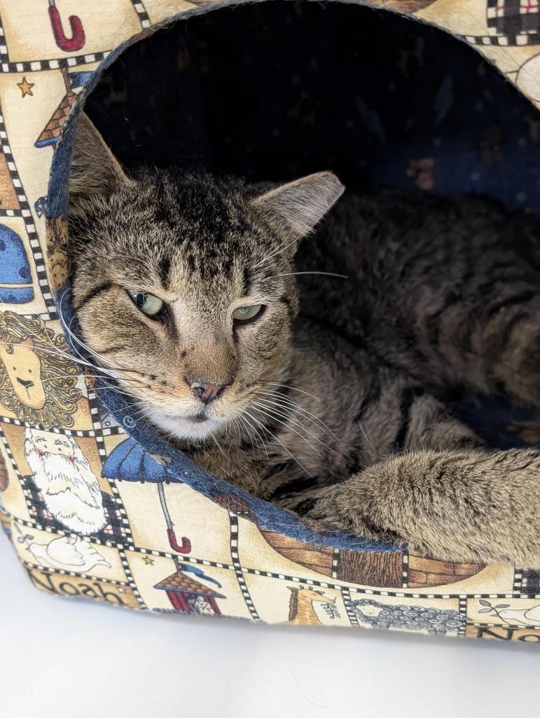 Enlarge Arthur, a Adoptable mixed breed in Ewing, NJ image 5/6