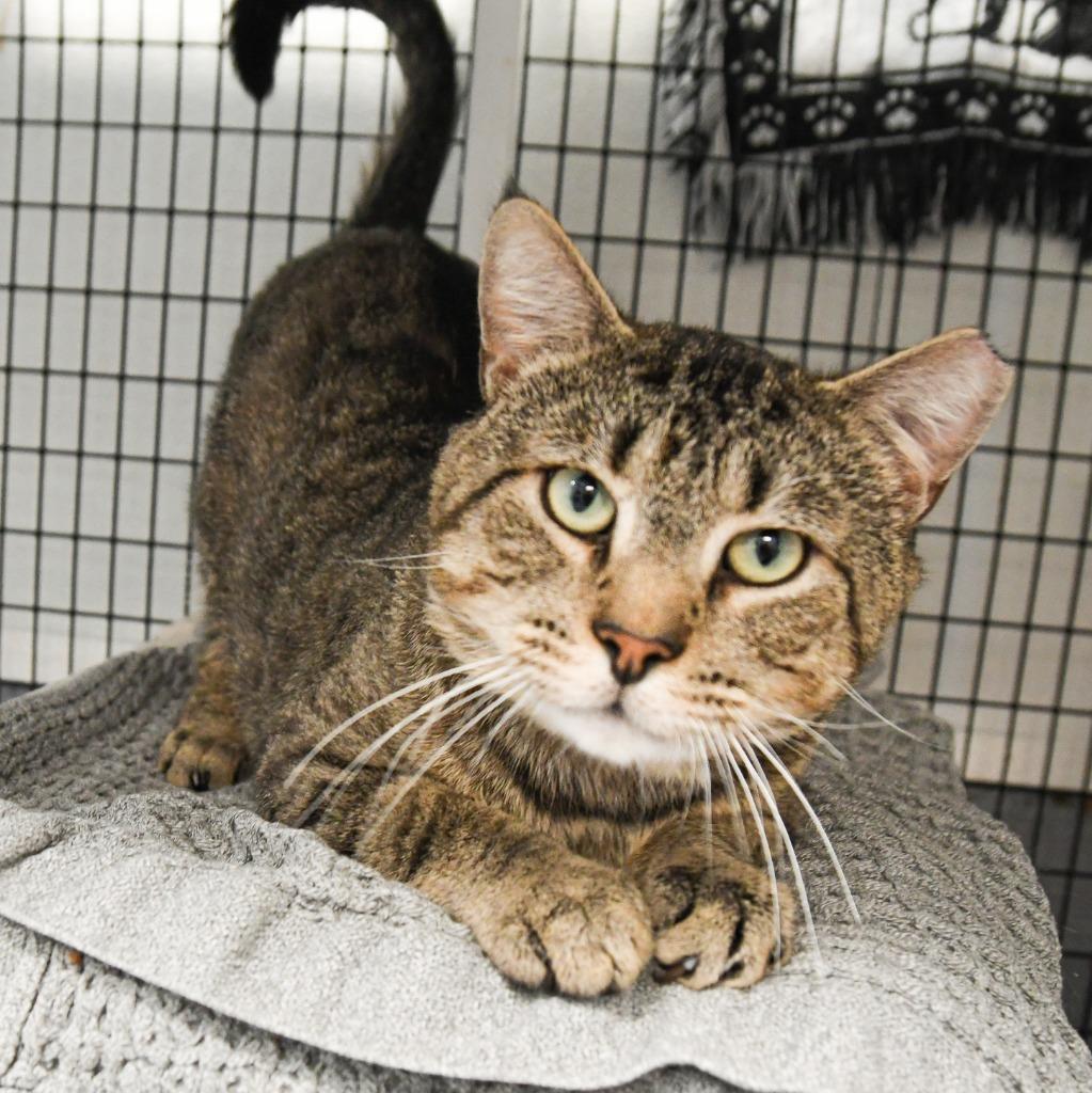 Enlarge Arthur, a Adoptable mixed breed in Ewing, NJ image 6/6