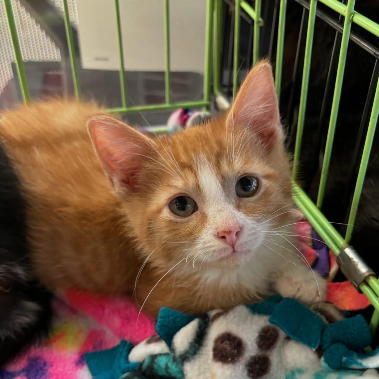 Enlarge Hobbes, an adopted mixed breed in Omaha, NE image 1/1