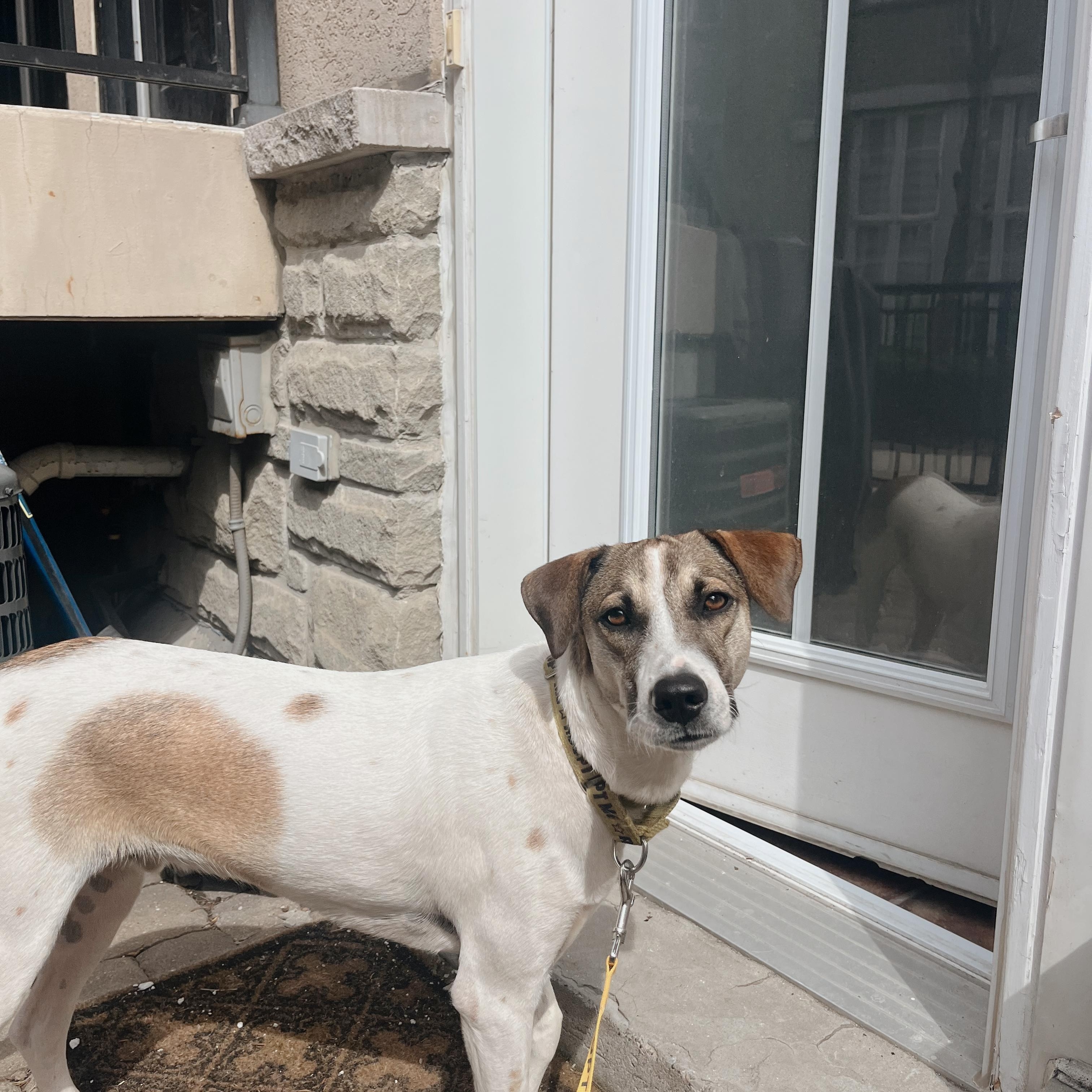 Enlarge Jack, a ADOPTABLE mixed breed in Mississauga, ON image 5/5