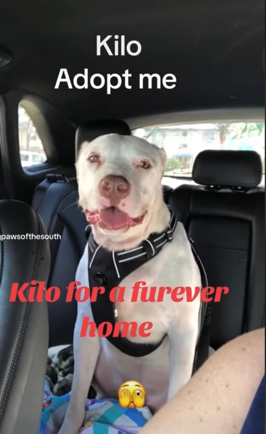 Enlarge Kilo, a Adoptable American Staffordshire Terrier in Scottsville, KY image 4/5