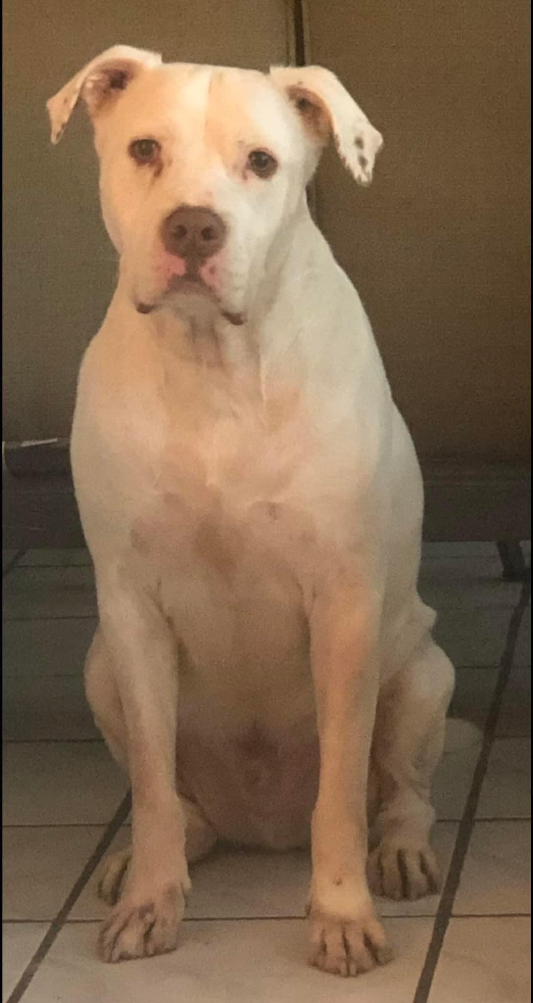 Enlarge Kilo, a Adoptable American Staffordshire Terrier in Scottsville, KY image 5/5