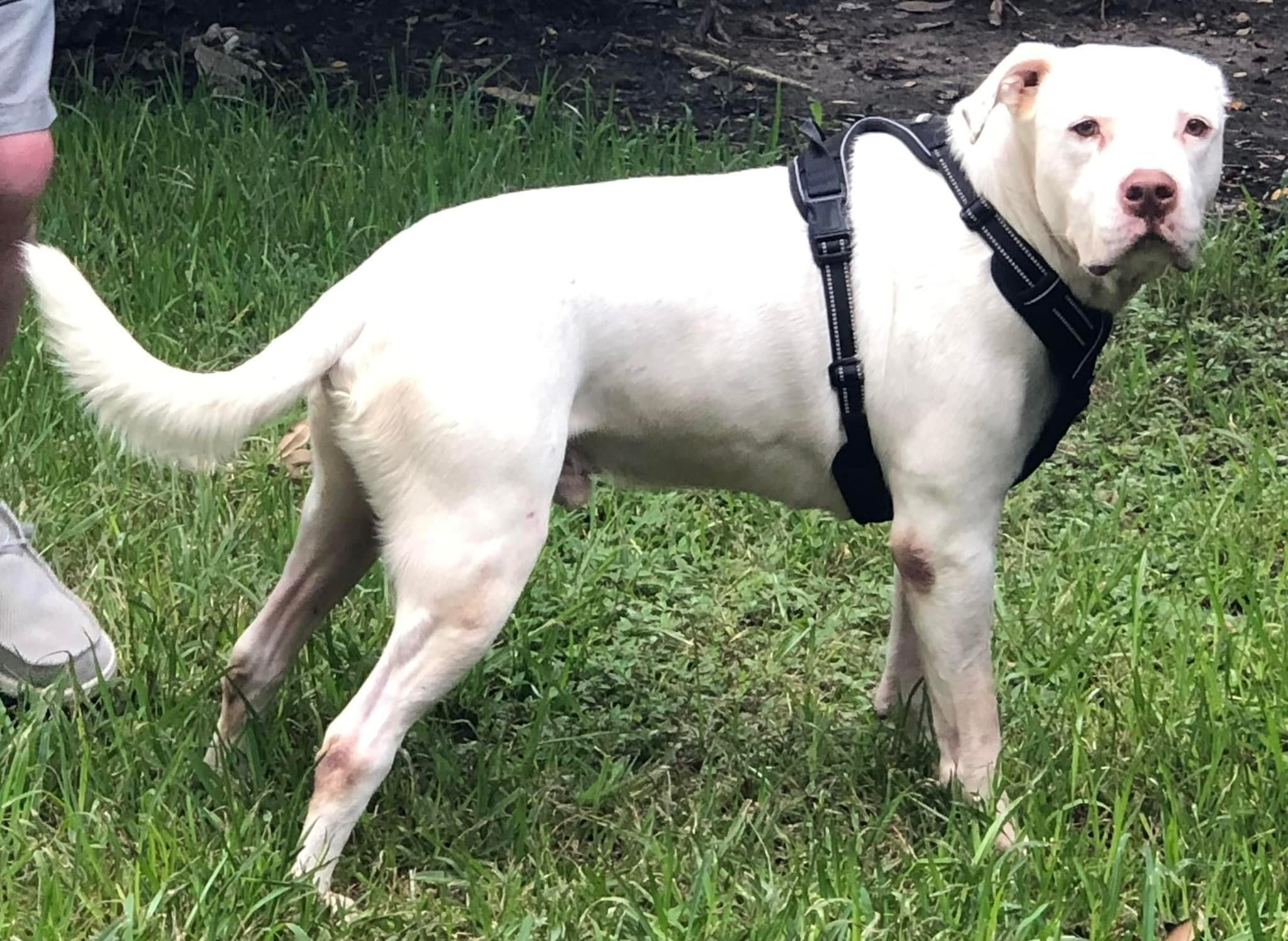 Enlarge Kilo, a Adoptable American Staffordshire Terrier in Scottsville, KY image 2/5