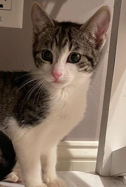 Enlarge Leia (LE), an adopted Domestic Short Hair in Little Falls, NJ image 3/3