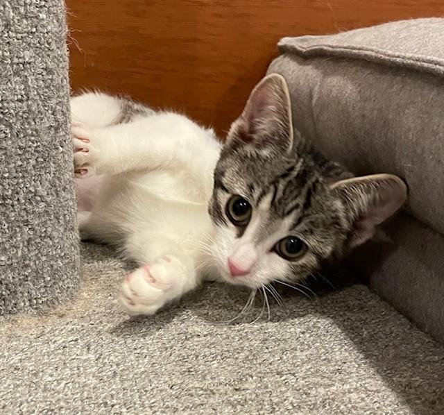 Enlarge Leia (LE), an adopted Domestic Short Hair in Little Falls, NJ image 2/3