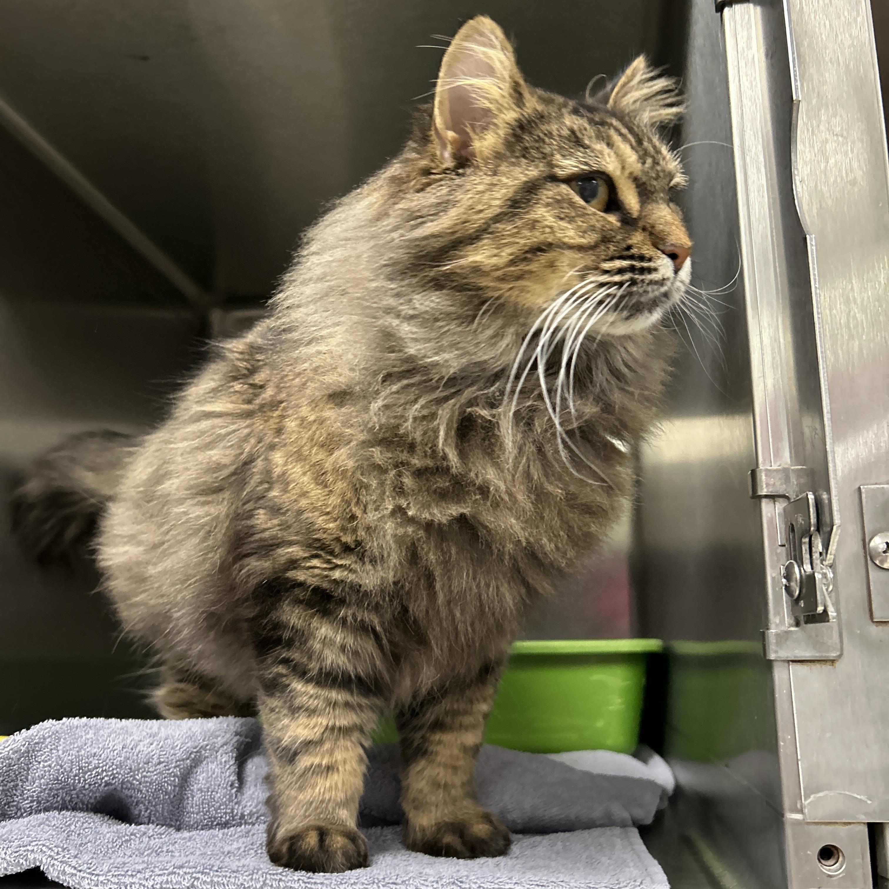 Enlarge Lilly, an adoptable Domestic Long Hair in La Grange Park, IL image 2/4