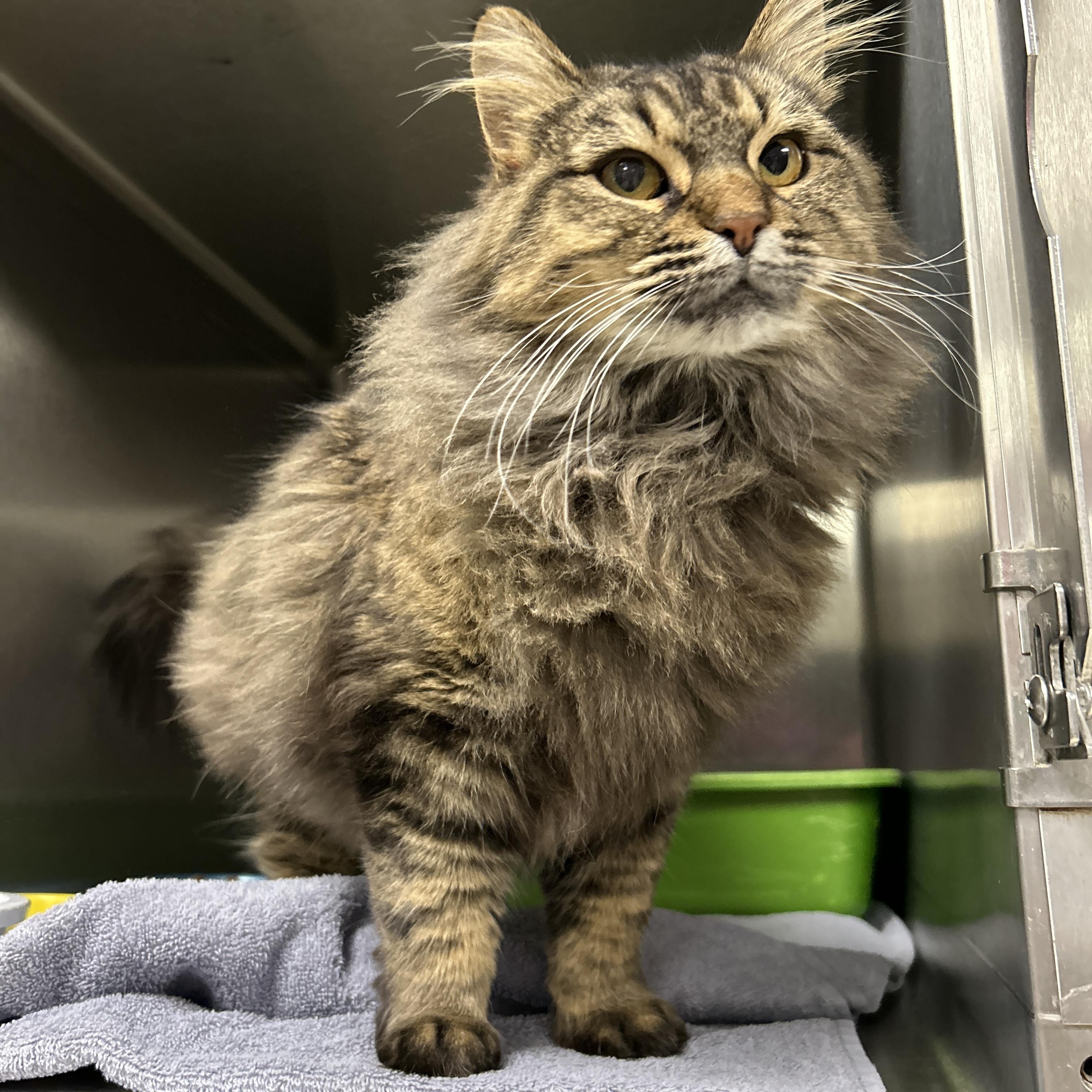 Lilly, adoptable, Adult Female Domestic Long Hair.