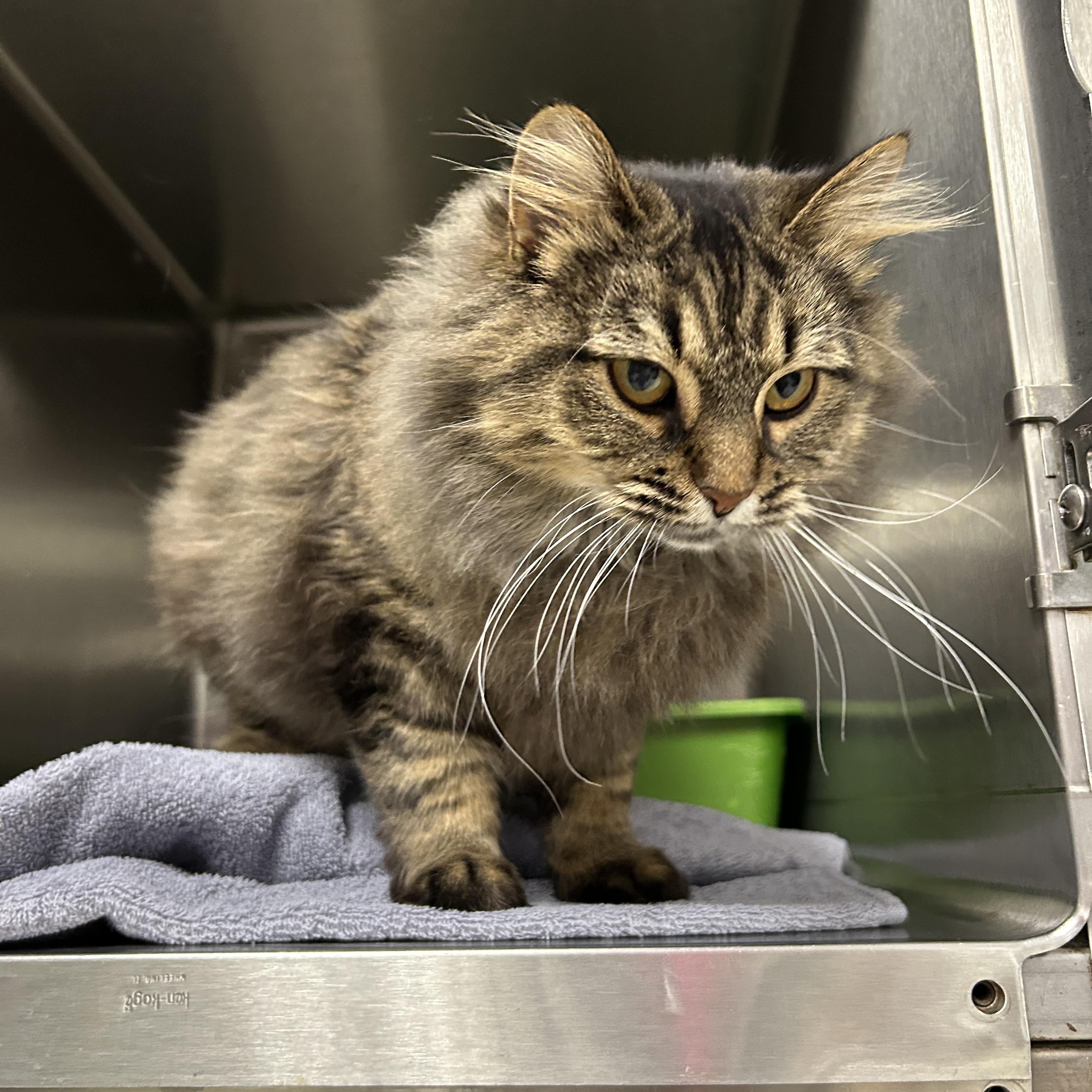 Enlarge Lilly, an adoptable Domestic Long Hair in La Grange Park, IL image 4/4