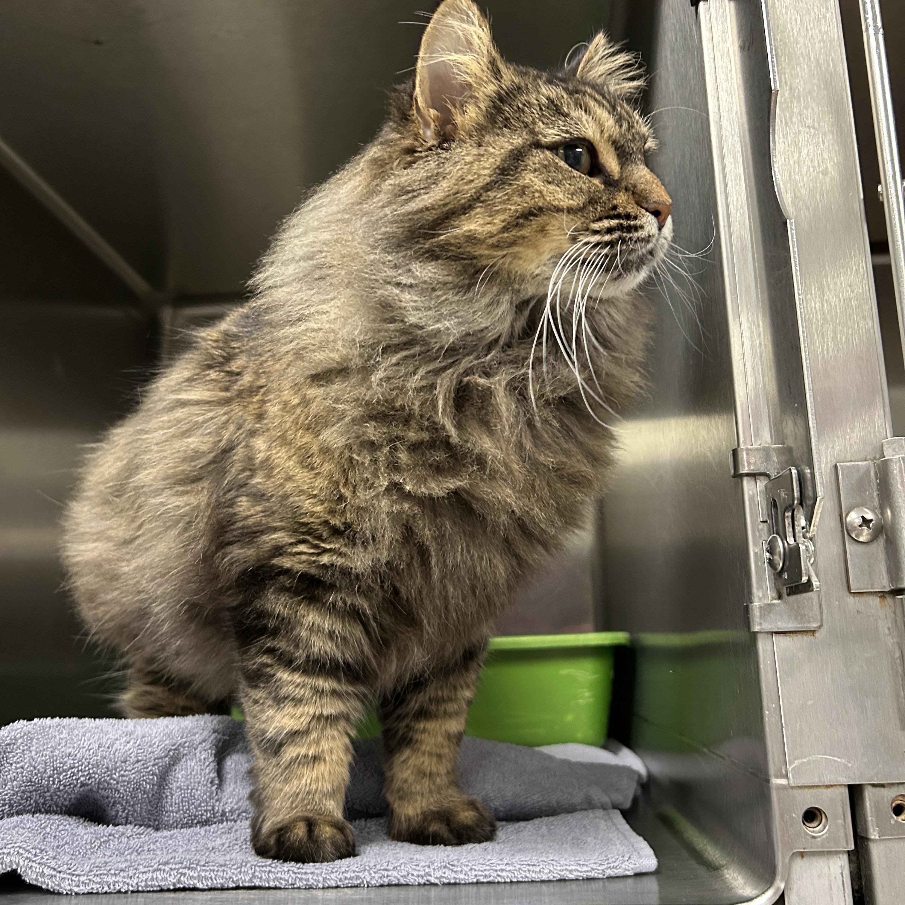 Enlarge Lilly, an adoptable Domestic Long Hair in La Grange Park, IL image 3/4