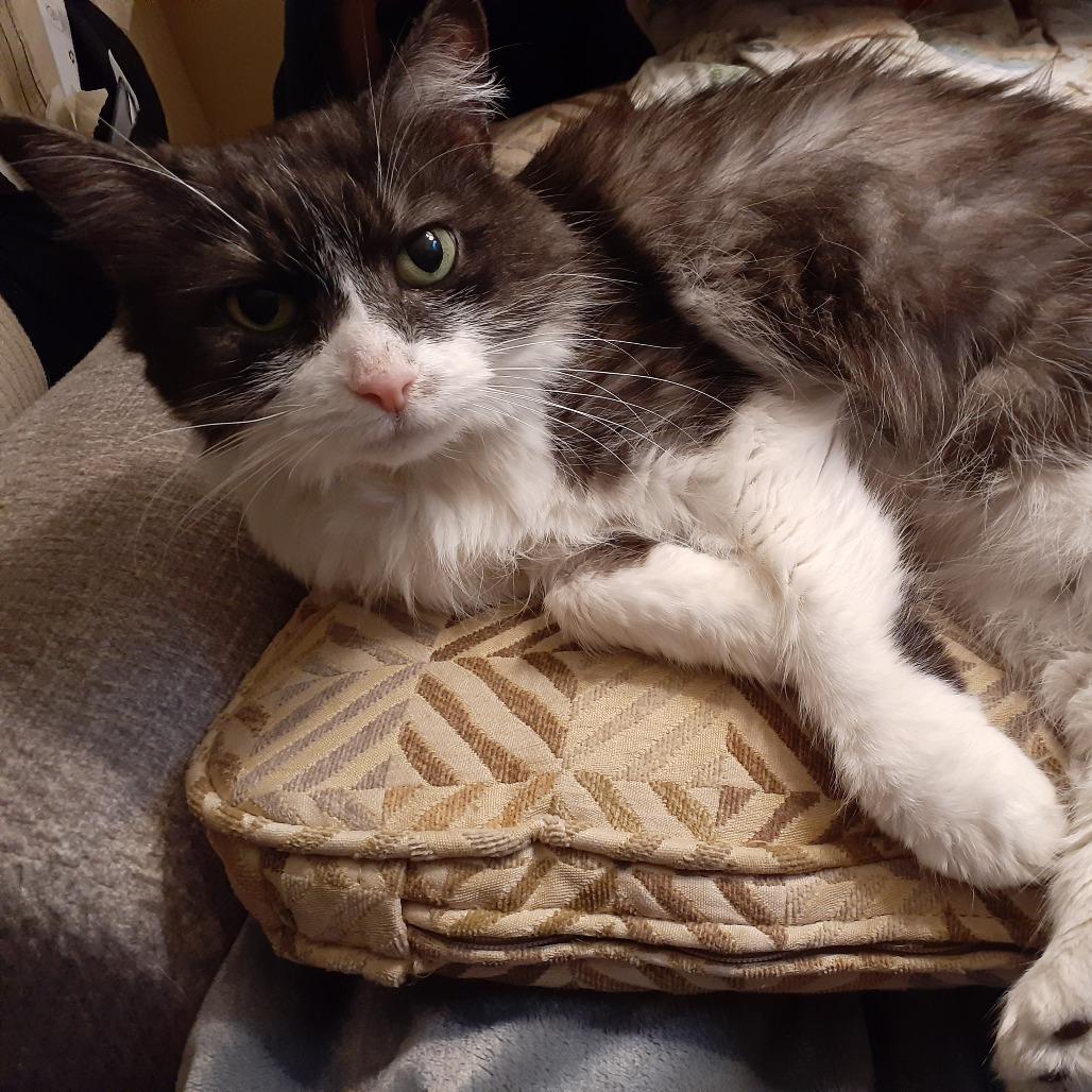 Dove, Adoptable, Adult Female Domestic Medium Hair.