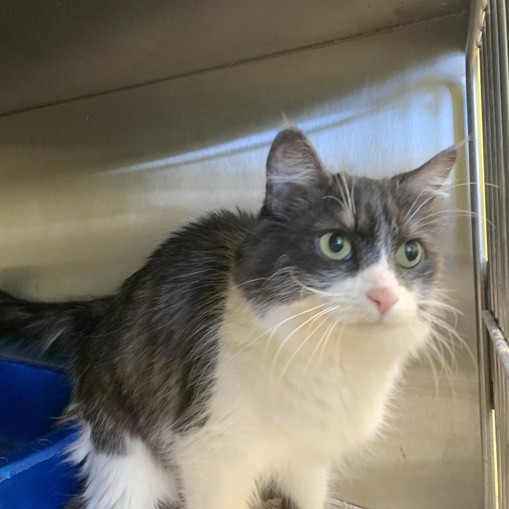 Enlarge Dove, a Adoptable Domestic Medium Hair in Burlington, ON image 2/6