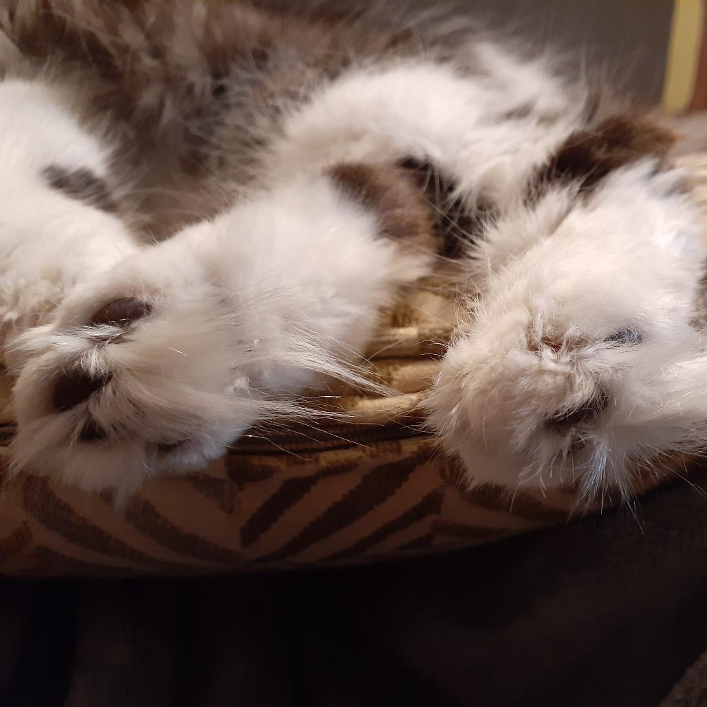 Enlarge Dove, a Adoptable Domestic Medium Hair in Burlington, ON image 3/6