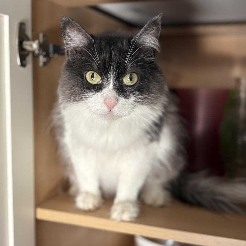 Enlarge Dove, a Adoptable Domestic Medium Hair in Burlington, ON image 4/6