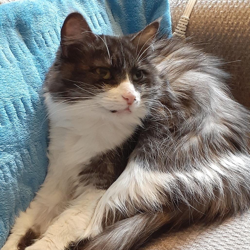 Enlarge Dove, a Adoptable Domestic Medium Hair in Burlington, ON image 5/6