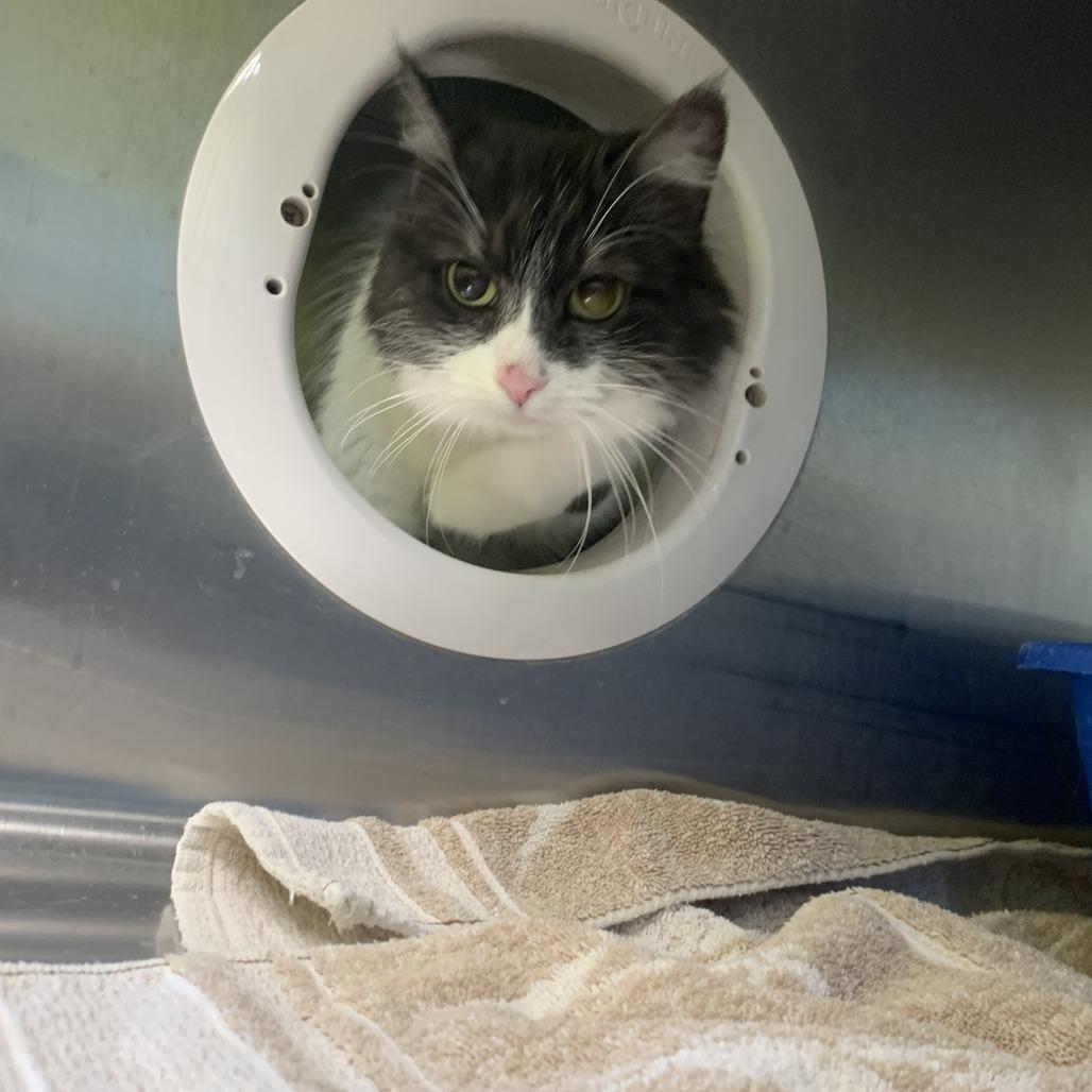 Enlarge Dove, a Adoptable Domestic Medium Hair in Burlington, ON image 6/6