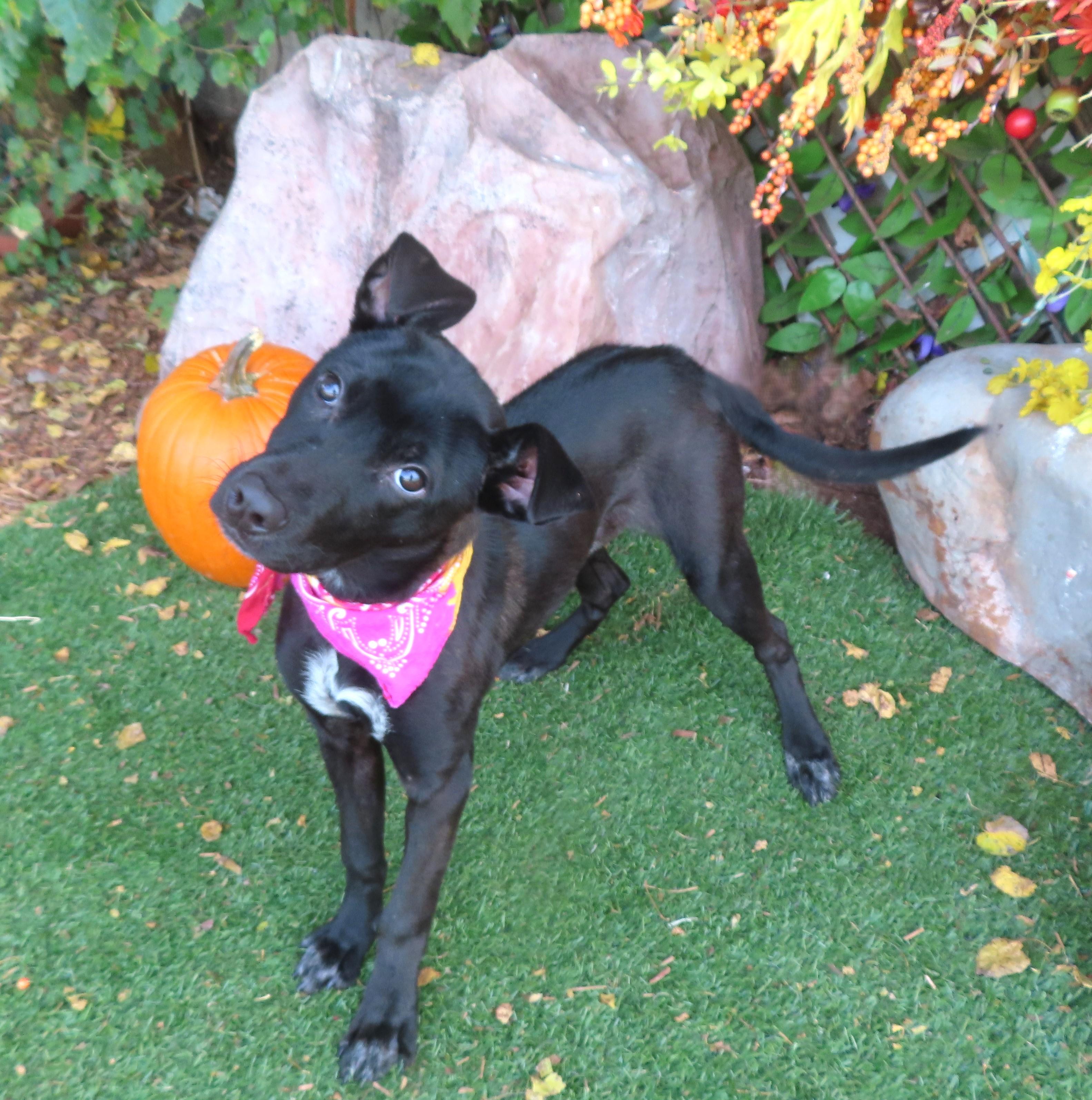 GIRLFRIEND (AKA: Lima) 461168 ReadyForAdoption!