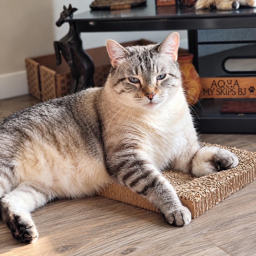 Diddy, ADOPTABLE, Adult • Male, Siamese & Siberian.