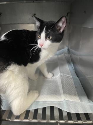 MisterBoobs, Adoptable, Young Male Domestic Short Hair & Domestic Short Hair.